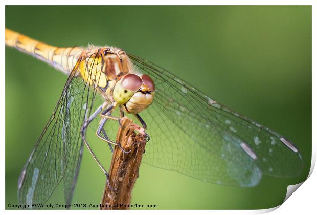 Dragonfly : Up close and personal Print by Wendy Cooper