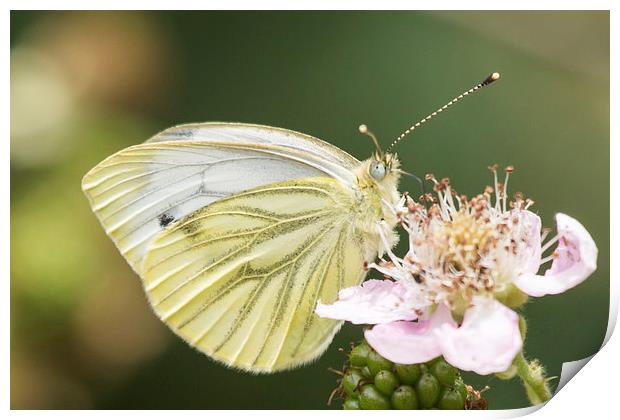 Green veined white butterfly on bramble Print by Wendy Cooper