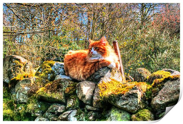 Cat On Wall Print by Michael Braham
