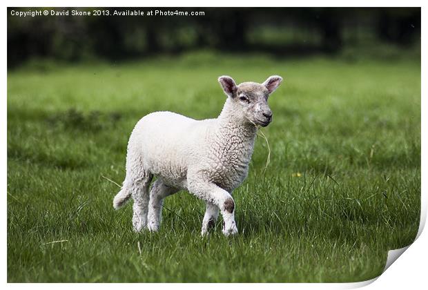 Lamb Print by David Skone