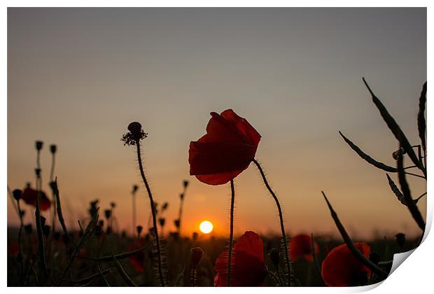 Wild Poppy at Sunset Print by Adam Moseley