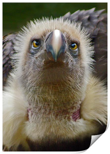Ruppells Griffon Vulture (Gyps rueppellii) Print by Ian Flear