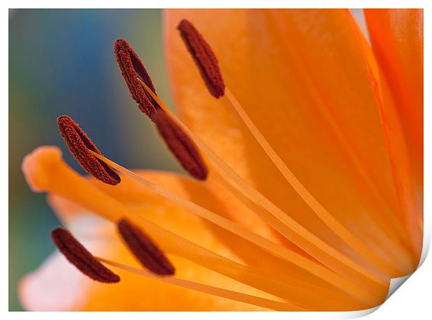 The Peach Lily Print by Peter Lennon