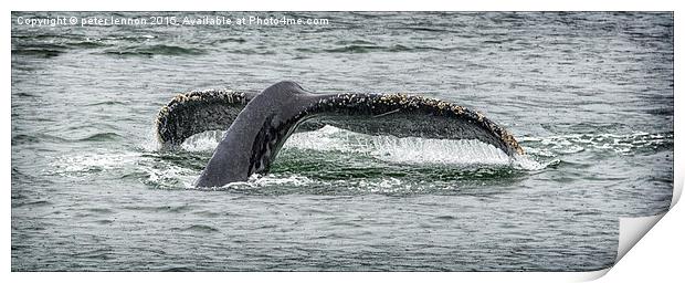  A Whale Of A Tail  Print by Peter Lennon