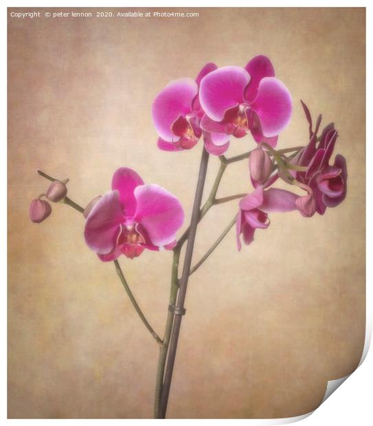 The Orchid Print by Peter Lennon