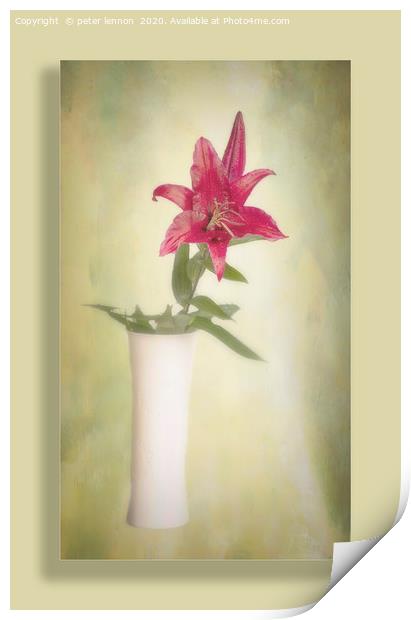 The Lone Lily Print by Peter Lennon
