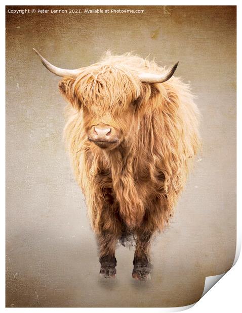 The Highland Cow 1 Print by Peter Lennon