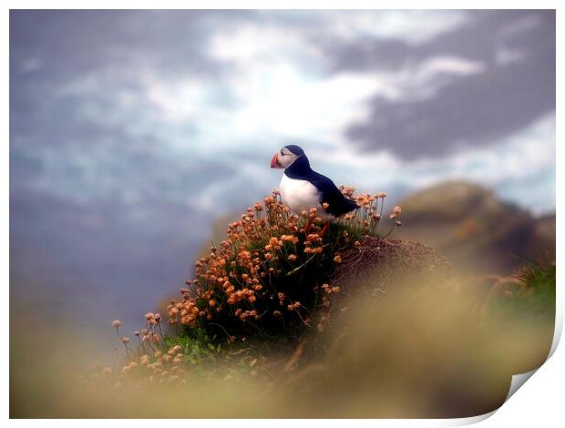 Puffin On The Cliff Edge Print by Anne Macdonald