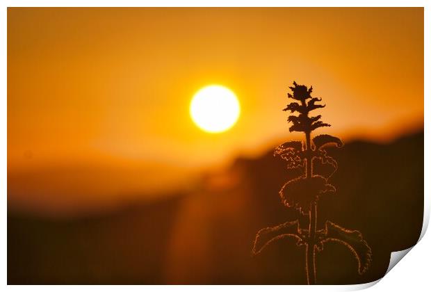 Nettle In The Sunset Print by Anne Macdonald