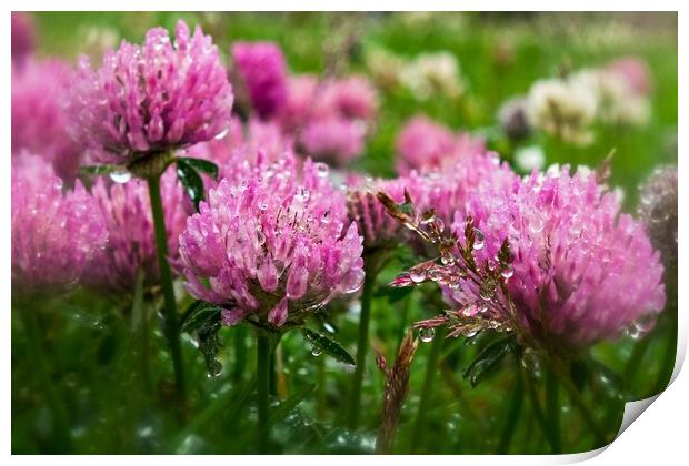 Pink Clover In The Drizzle Print by Anne Macdonald