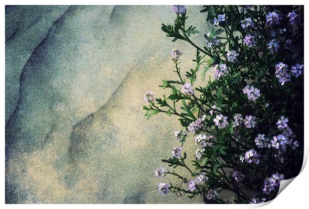 Flowers On Windswept Sand Print by Anne Macdonald