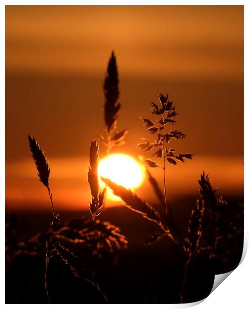 Grass In The Sunset Print by Anne Macdonald