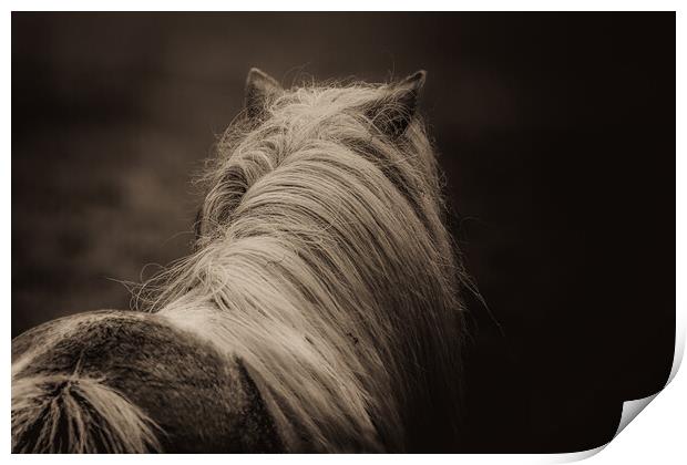 Shetland Pony Looking Away Print by Anne Macdonald
