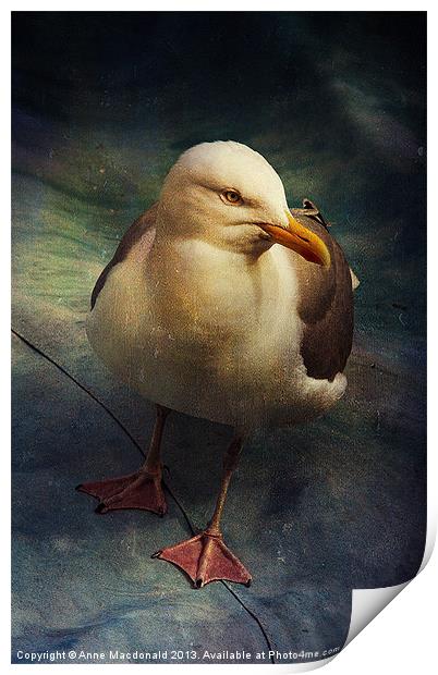 Portrait of a Seagull (Laridae) Print by Anne Macdonald