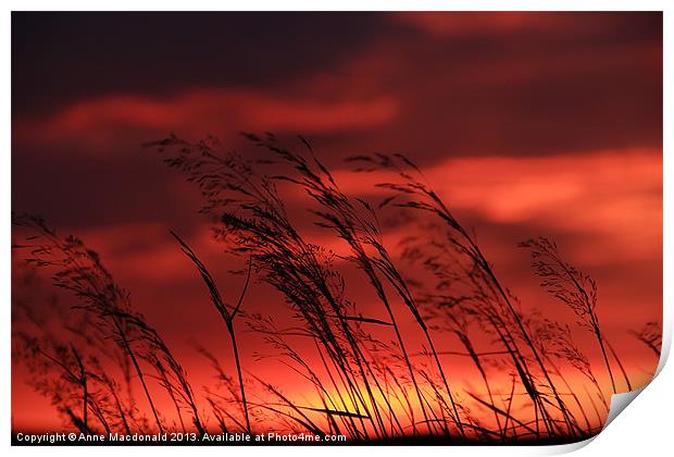 Grass Blowing In The Sunset Print by Anne Macdonald