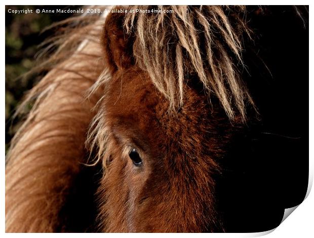 A Tan Shetland Pony Called Mootie Print by Anne Macdonald