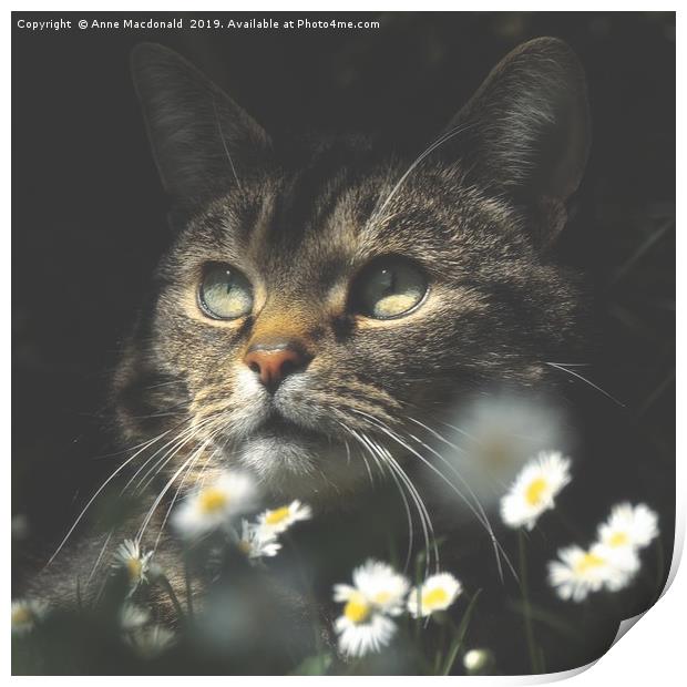 Mosey Among The Daisies Print by Anne Macdonald