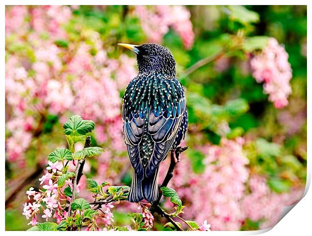 Cascade of Starling Feathers Print by Anne Macdonald