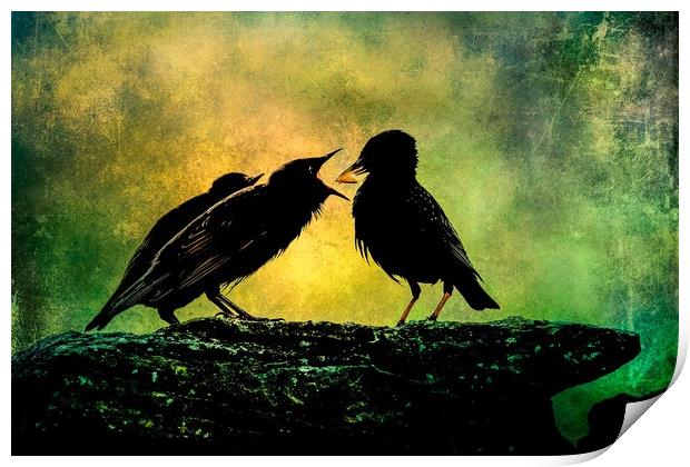 Mother Starling Feeding Young Print by Anne Macdonald