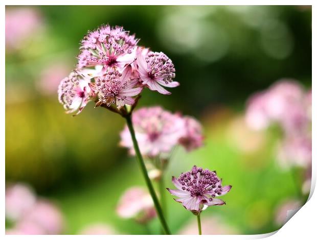 Pink Astrantia Flower Print by Anne Macdonald