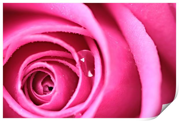 Tear from a Rose Print by Terry Carter