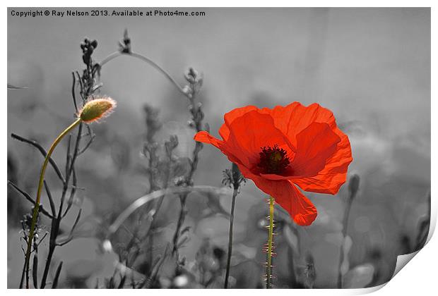 Pop-E Poppy Print by Ray Nelson