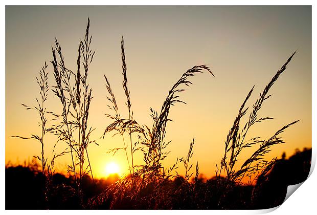 Grass at Sunset Print by Ray Nelson