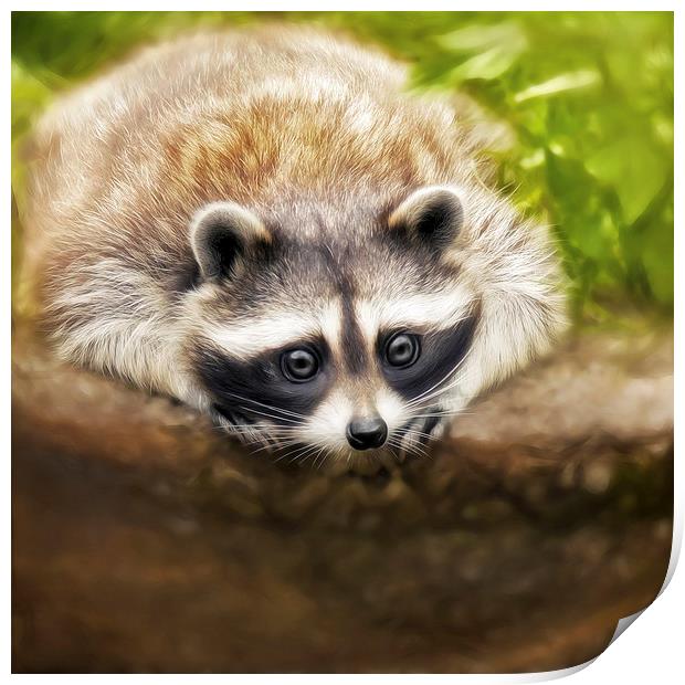 jonny the cute raccoon Print by Silvio Schoisswohl