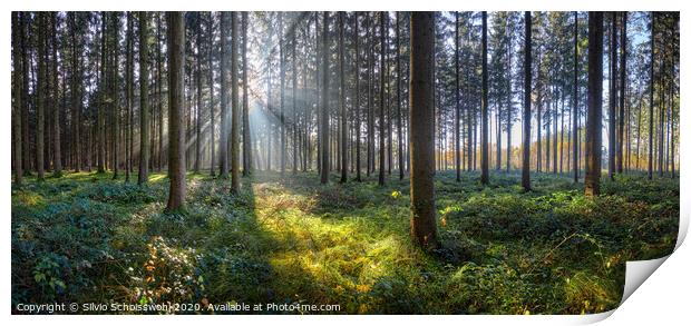 Sunny Forest Print by Silvio Schoisswohl