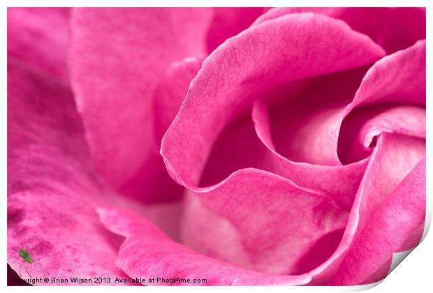 Pink Rose Print by Brian Wilson