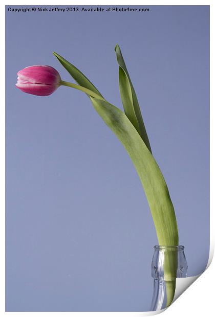 Tulip Print by Nick Jeffery