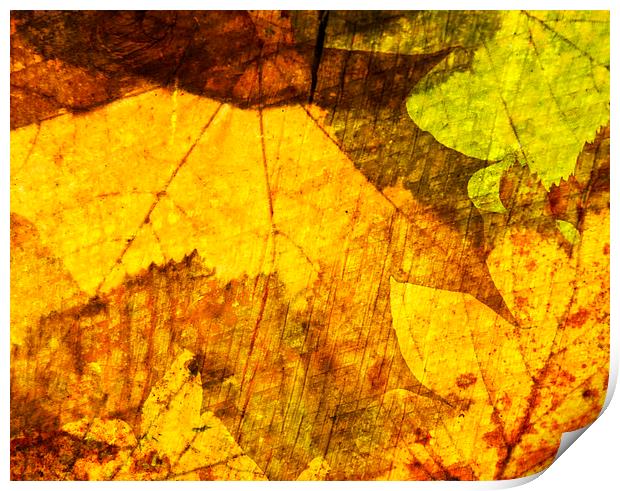 Autumn Leaves Print by Nick Jeffery