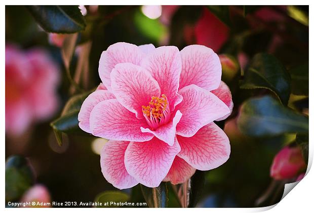 Pink Camellia Print by Adam Rice