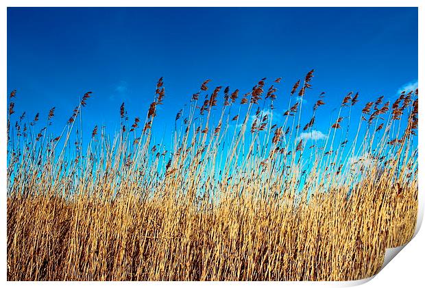 Reed bed sky view Print by paul wheatley