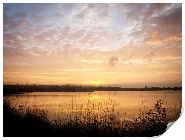 Reed Beds Silhouette at Sunset Print by P D