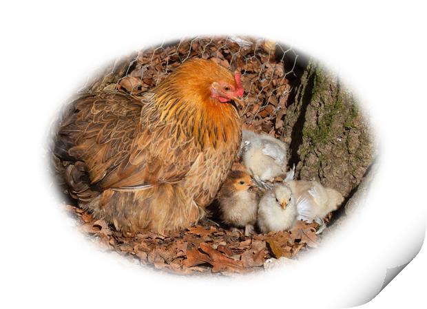 Hen and chicks Print by Christine Kerioak