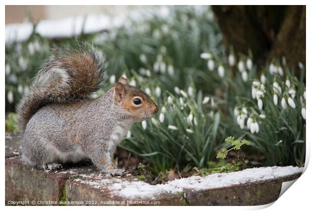 Squirrel standing on snow covered wall in front of a flwoer bed  Print by Christine Kerioak