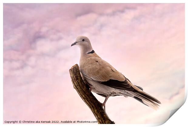 Collared Dove Sitting on a branch Print by Christine Kerioak