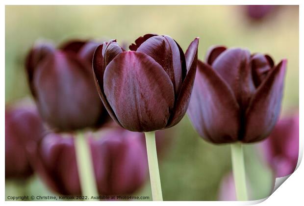 Queen of the Night Tulips Print by Christine Kerioak
