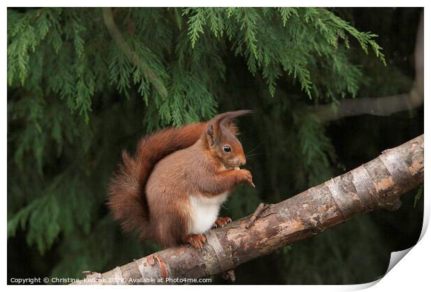 Red Squirrel Eating a Nut Print by Christine Kerioak