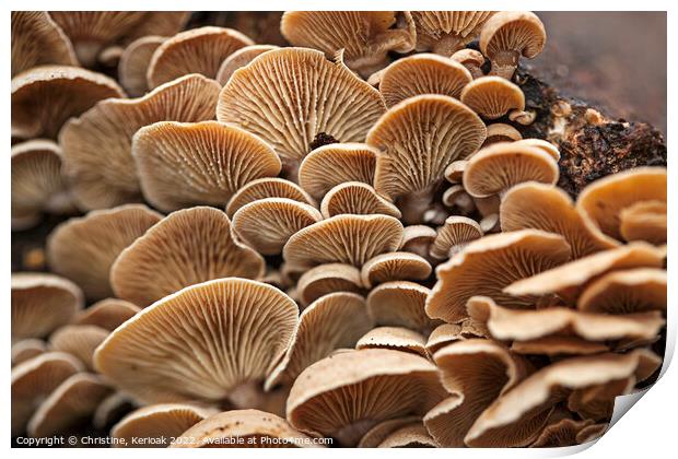 Masses of Oyster Mushrooms Print by Christine Kerioak