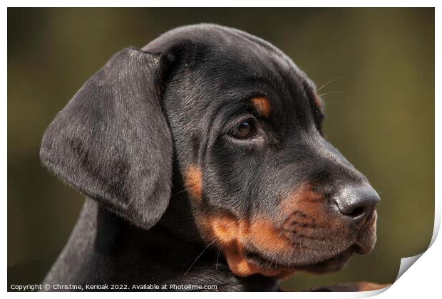 Dobermann Puppy Print by Christine Kerioak