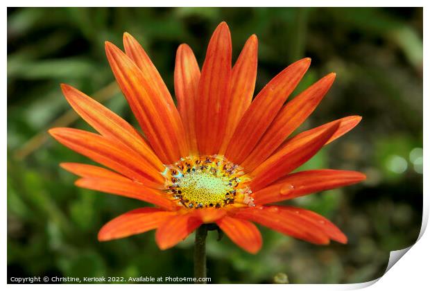 Daisy Filled with Water Print by Christine Kerioak