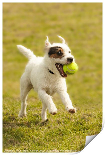 Jack Russell Terrier with Tennis Ball Print by Christine Kerioak