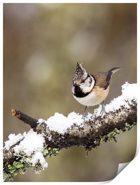 Crested tit in Snow Print by Mark Medcalf