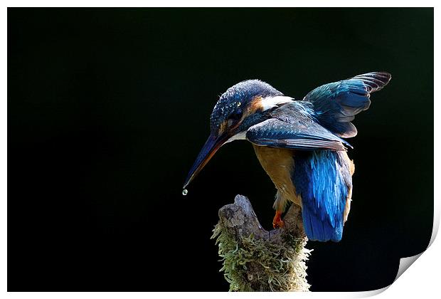 Electric Blue Kingfisher Print by Mark Medcalf