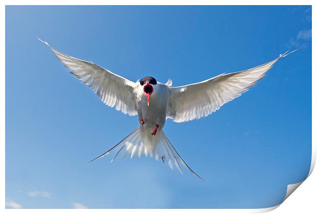 Attack of the Tern Print by Mark Medcalf