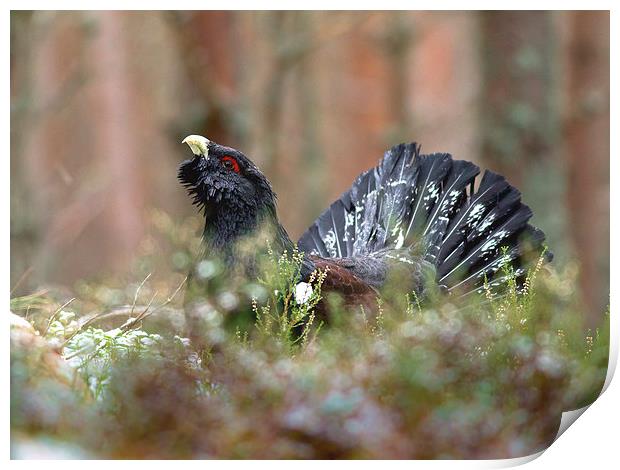 Scottish Caper Print by Mark Medcalf