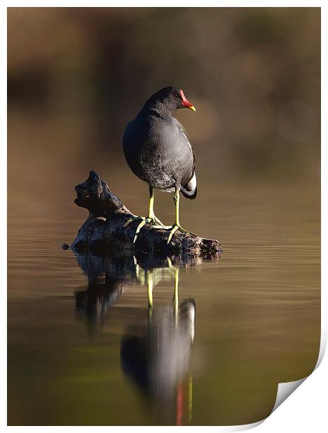 Reflections Print by Mark Medcalf