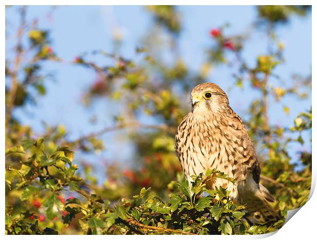 Kestrel in a Bush Print by Mark Medcalf